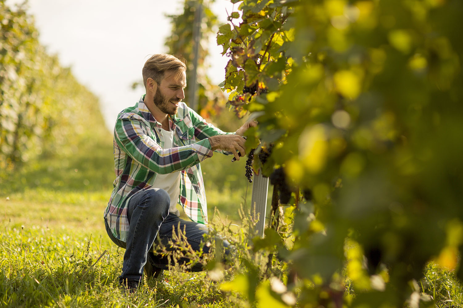 young blond man in a green checked shirt and jeans harvesting grapes in a vineyard